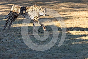 Cheetah running in South Africa, Acinonyx jubatus photo