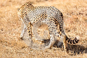 Cheetah running in South Africa, Acinonyx jubatus photo