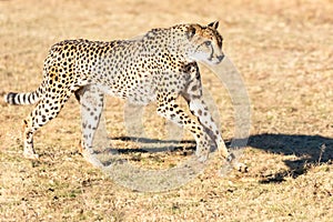 Cheetah running in South Africa, Acinonyx jubatus. Guepardo photo