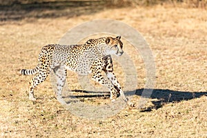 Cheetah running in South Africa, Acinonyx jubatus. Guepardo photo