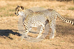 Cheetah running in South Africa, Acinonyx jubatus. photo