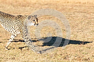 Cheetah running in South Africa, Acinonyx jubatus. photo