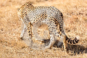 Cheetah running in South Africa, Acinonyx jubatus. photo