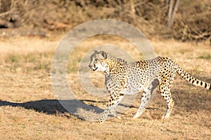 Cheetah running in South Africa, Acinonyx jubatus. photo