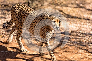 Cheetah running in South Africa, Acinonyx jubatus.