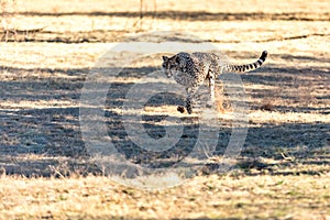 Cheetah running in South Africa, Acinonyx jubatus. photo