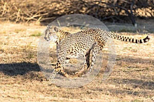 Cheetah running in South Africa, Acinonyx jubatus. photo