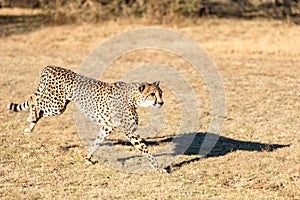 Cheetah running in South Africa, Acinonyx jubatus. photo