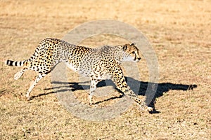 Cheetah running in South Africa, Acinonyx jubatus. photo