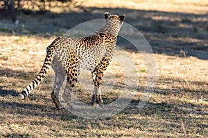 Cheetah running in South Africa, Acinonyx jubatus. photo