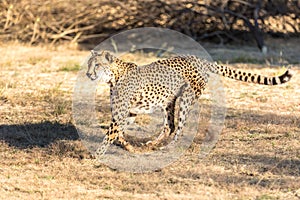 Cheetah running in South Africa, Acinonyx jubatus. Guepardo photo