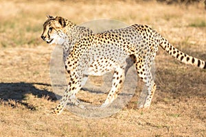 Cheetah running in South Africa, Acinonyx jubatus. Guepardo photo