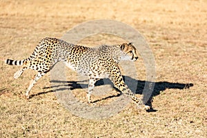 Cheetah running in South Africa, Acinonyx jubatus. Guepardo photo