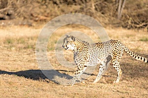 Cheetah running in South Africa, Acinonyx jubatus. Guepardo photo