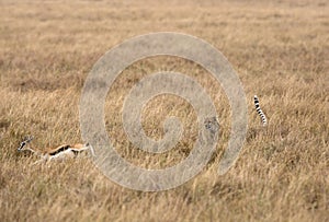 Cheetah running  after a Thomson Gazelle in the grassland of  Masai Mara