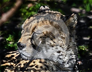 Cheetah`s head 4