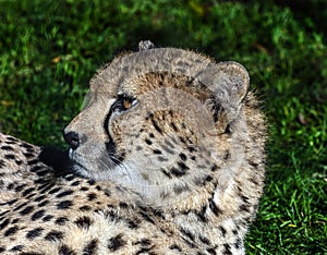 Cheetah`s head 7