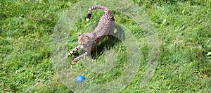Cheetah`s is a large-sized feline