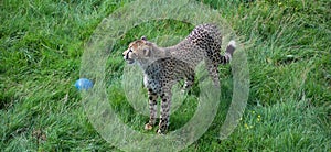 Cheetah`s is a large-sized feline