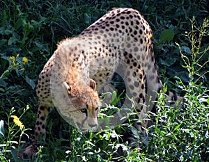 Cheetah`s are large-sized feline inhabiting most of Africa