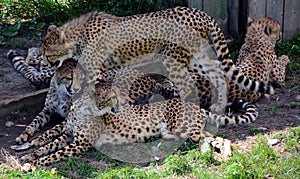 Cheetah`s are large-sized feline inhabiting most of Africa