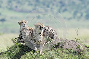 Cheetah`s lying in a hill looking in distance