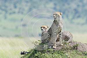 Cheetah`s lying in a hill looking in distance