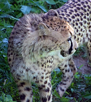 Cheetah\'s playing together are large-sized feline