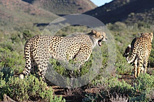 Cheetah in Sanbona Wildlife Reserve