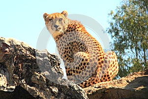 Cheetah photo