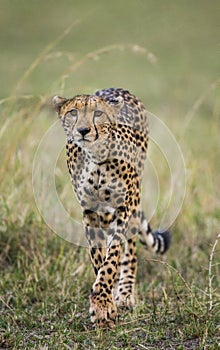 Cheetah in the savanna. Close-up. Kenya. Tanzania. Africa. National Park. Serengeti. Maasai Mara.