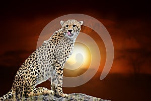 Cheetah on savanna landscape background and Mount Kilimanjaro at sunset