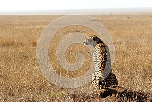 Cheetah in savanna looking away