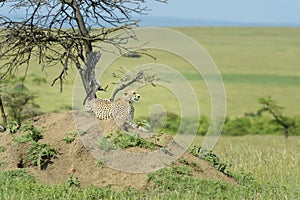 Cheetah on savanna looking in distance
