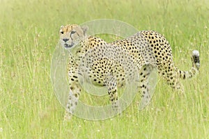 Cheetah on savanna looking in distance