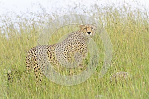 Cheetah on savanna looking in distance