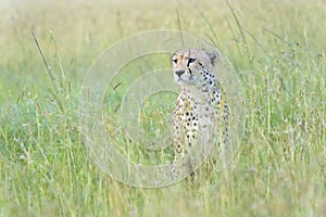 Cheetah on savanna looking in distance