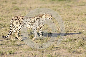 Cheetah on savanna, Masai Mara, Kenya