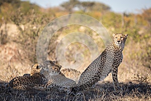 Cheetah in the savannah, Tanzania