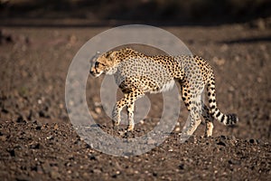 Cheetah in the savannah, Tanzania