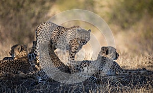 Cheetah in the savannah, Tanzania