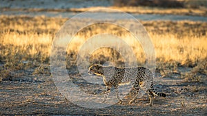 Cheetah in the savannah, Tanzania