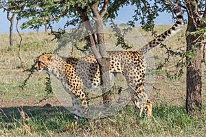 Cheetah Scent Marking Tree, Masai Mara, Kenya