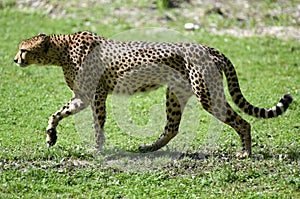 Cheetah in Schmiding Zoo, Upper Austria, Austria, Europe