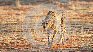 Cheetah searching for prey, Etosha National Park, Namibia