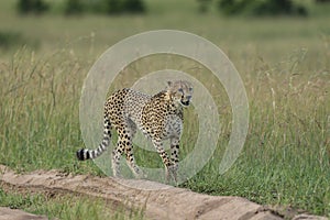 Cheetah Searching for a prey at Masai Mara