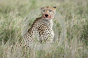 Cheetah - Serengeti, Africa