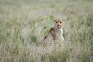 Cheetah - Serengeti, Africa