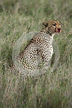 Cheetah - Serengeti, Africa