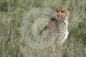 Cheetah - Serengeti, Africa